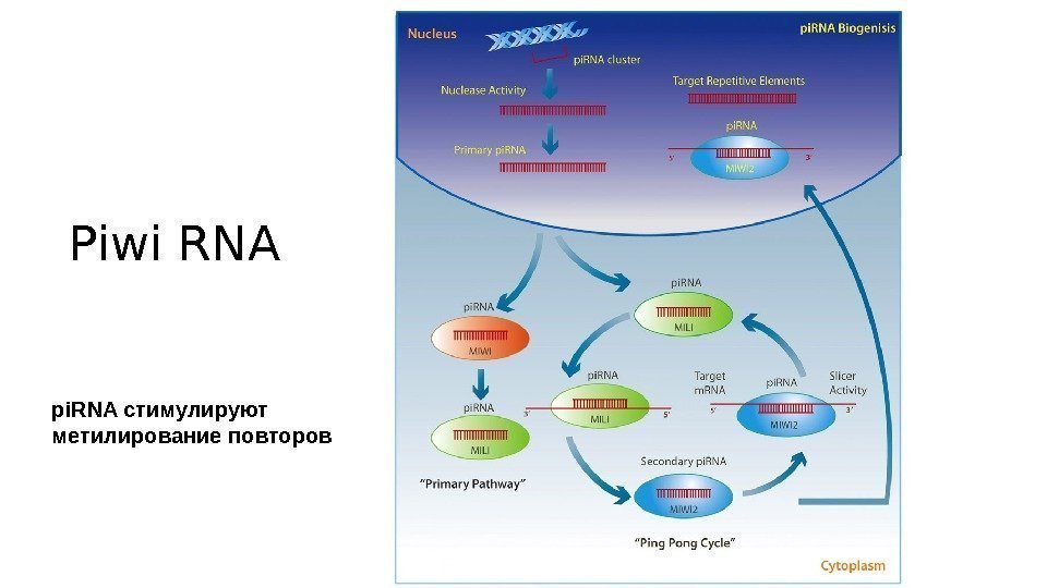 Piwi RNA pi. RNA стимулируют метилирование повторов 