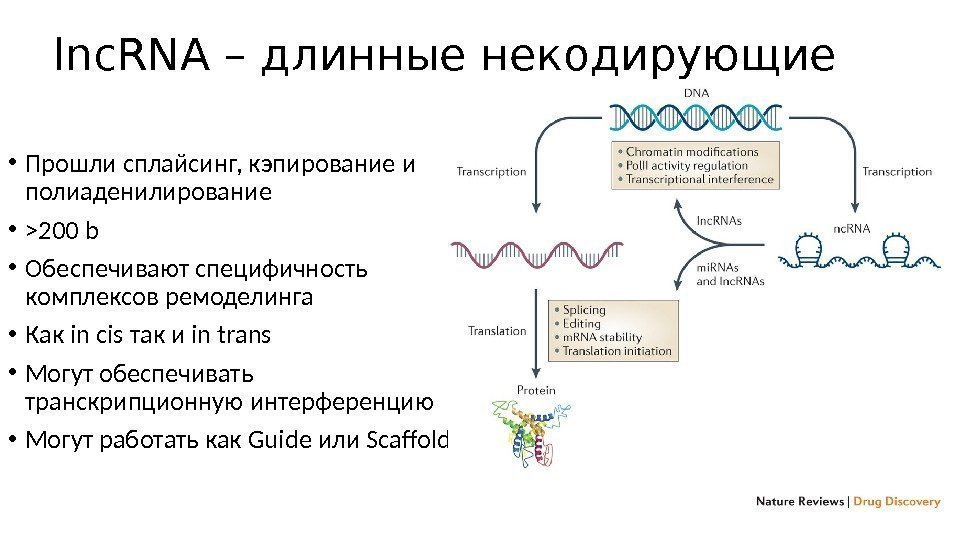 lnc. RNA – длинные некодирующие • Прошли сплайсинг, кэпирование и полиаденилирование • 200 b