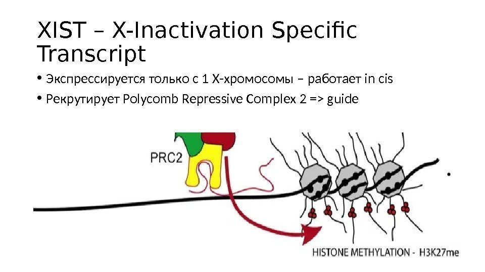 XIST – X-Inactivation Specific Transcript • Экспрессируется только с 1 Х-хромосомы – работает in