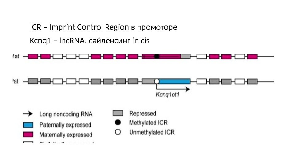 ICR – Imprint Control Region в промоторе Kcnq 1 – lnc. RNA, сайленсинг in