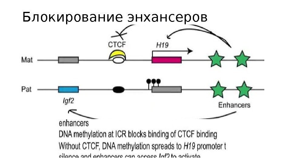 Блокирование энхансеров 