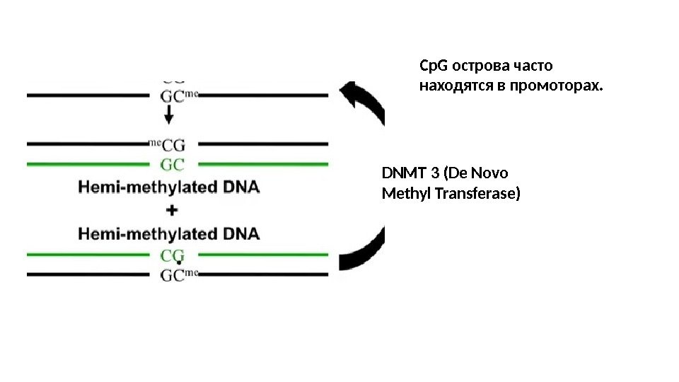 DNMT 3 (De Novo Methyl Transferase) Cp. G острова часто находятся в промоторах. 