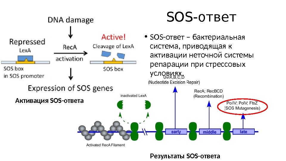 SOS-ответ Активация SOS-ответа Результаты SOS-ответа \ • SOS-ответ – бактериальная система, приводящая к активации