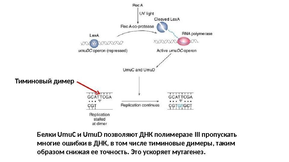 Белки Umu. C и Umu. D позволяют ДНК полимеразе III пропускать многие ошибки в