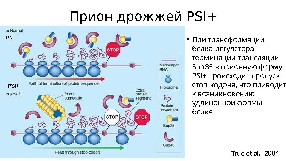 Прион дрожжей PSI+ Psi- PSI+ True et al. , 2004 • При трансформации белка-регулятора