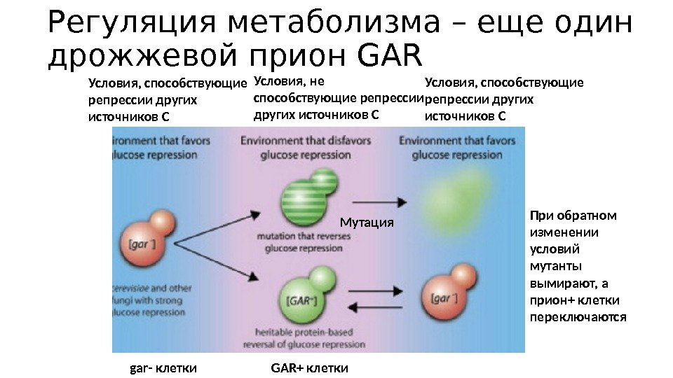 Регуляция метаболизма – еще один дрожжевой прион GAR Условия, способствующие репрессии других источников С