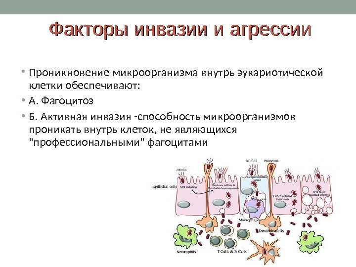 Факторы инвазии и агрессии • Проникновение микроорганизма внутрь эукариотической клетки обеспечивают:  • А.