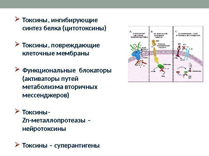  Токсины, ингибирующие синтез белка (цитотоксины) Токсины, повреждающие клеточные мембраны Функциональные блокаторы (активаторы путей