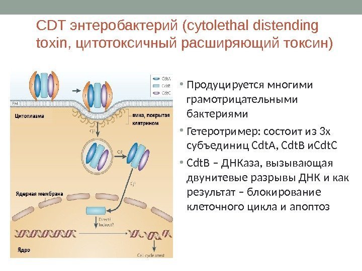 CDT энтеробактерий (cytolethal distending toxin, цитотоксичный расширяющий токсин) • Продуцируется многими грамотрицательными бактериями •