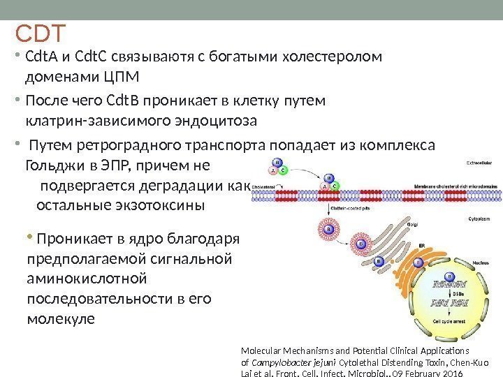 С DT • Cdt. A и Cdt. C связываютя с богатыми холестеролом доменами ЦПМ