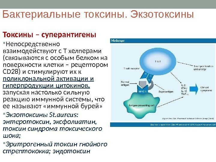 Бактериальные токсины. Экзотоксины Токсины – суперантигены Непосредственно взаимодействуют с Т хелперами (связываются с особым