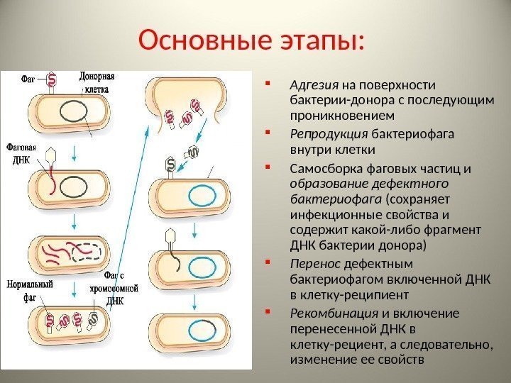 Основные этапы:  Адгезия на поверхности бактерии-донора с последующим проникновением Репродукция бактериофага внутри клетки