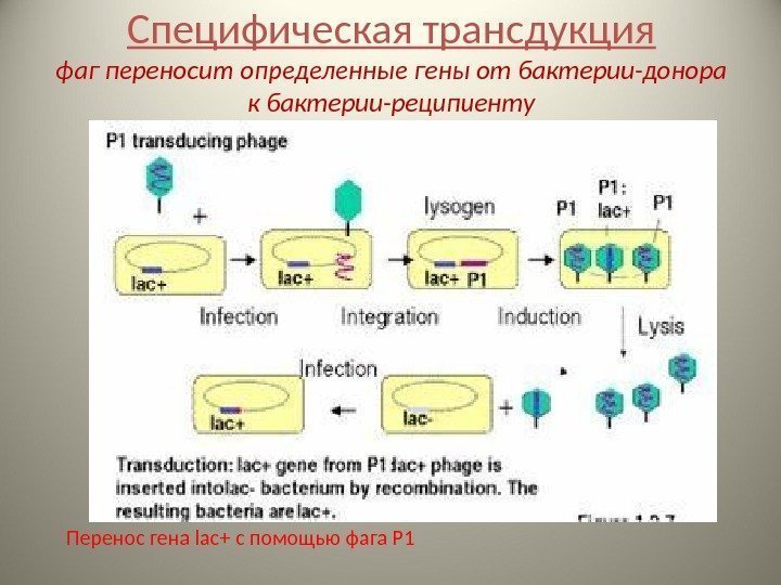 Специфическая трансдукция фаг переносит определенные гены от бактерии-донора к бактерии-реципиенту Перенос гена lac+ с