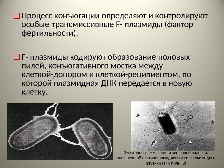 На какой стадии происходит конъюгация