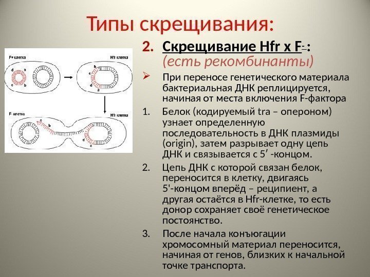 Типы скрещивания: 2. Скрещивание Hfr x F -  :  (есть рекомбинанты) При