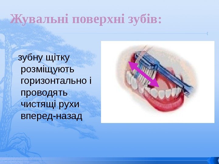   зубну щітку розміщують горизонтально і проводять чистящі рухи вперед-назад Жувальні поверхні зубів: