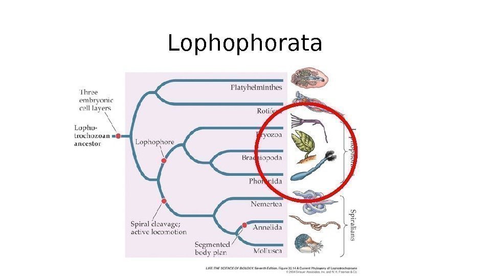 Lophophorata 