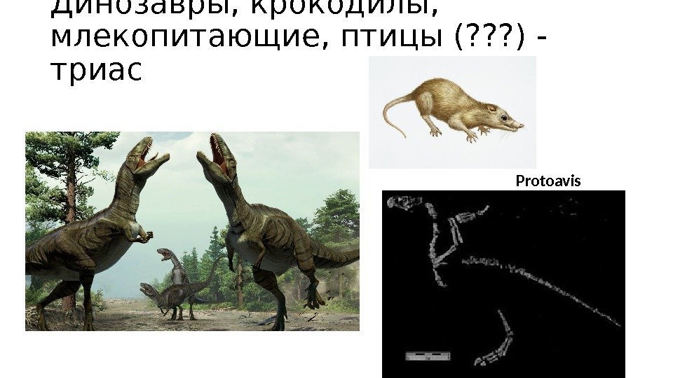 Динозавры, крокодилы,  млекопитающие, птицы (? ? ? ) - триас Protoavis 
