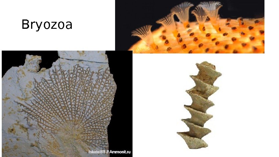 Bryozoa 