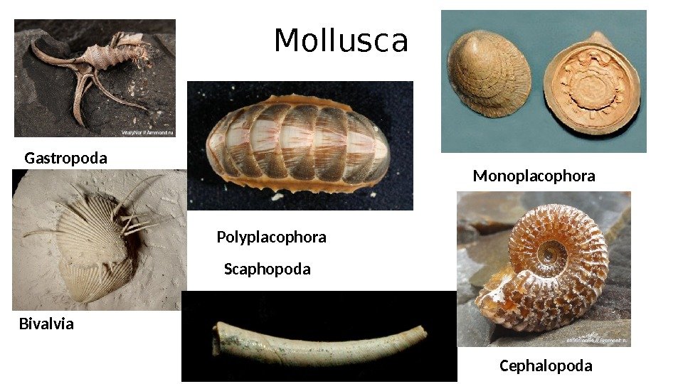 Mollusca Gastropoda Bivalvia Polyplacophora Monoplacophora Cephalopoda. Scaphopoda 