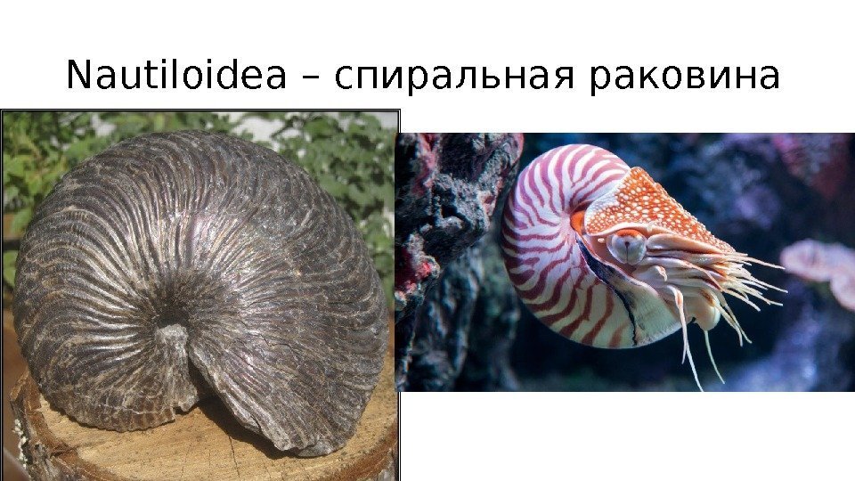 Nautiloidea – спиральная раковина 