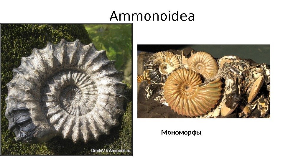 Ammonoidea Мономорфы 