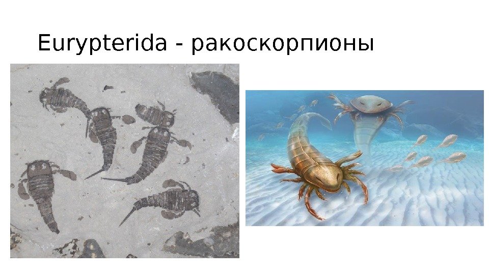 Eurypterida - ракоскорпионы 