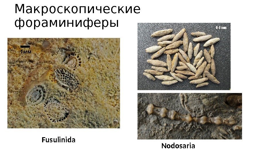 Макроскопические фораминиферы Fusulinida Nodosaria 