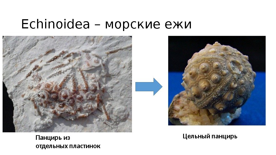Echinoidea – морские ежи Панцирь из отдельных пластинок Цельный панцирь 