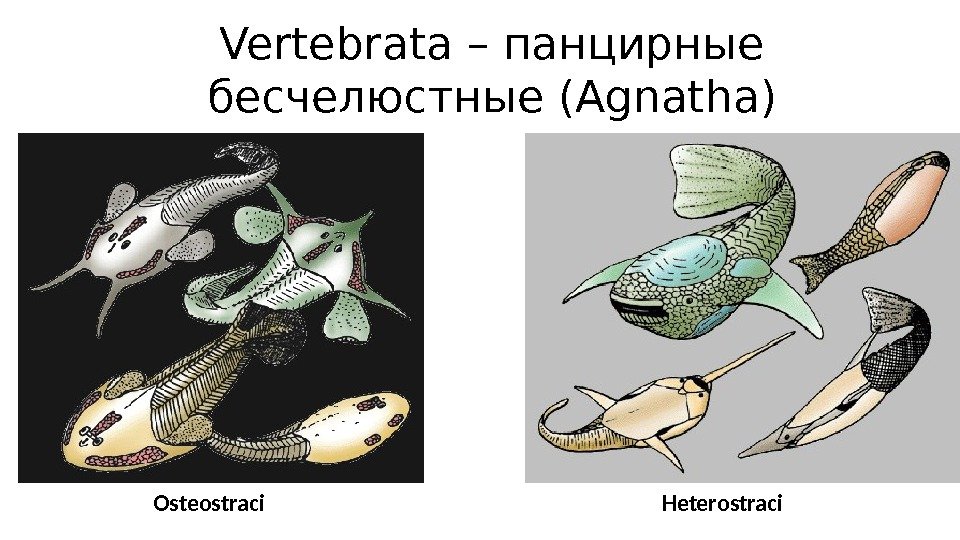 Vertebrata – панцирные бесчелюстные (Agnatha) Heterostraci. Osteostraci 