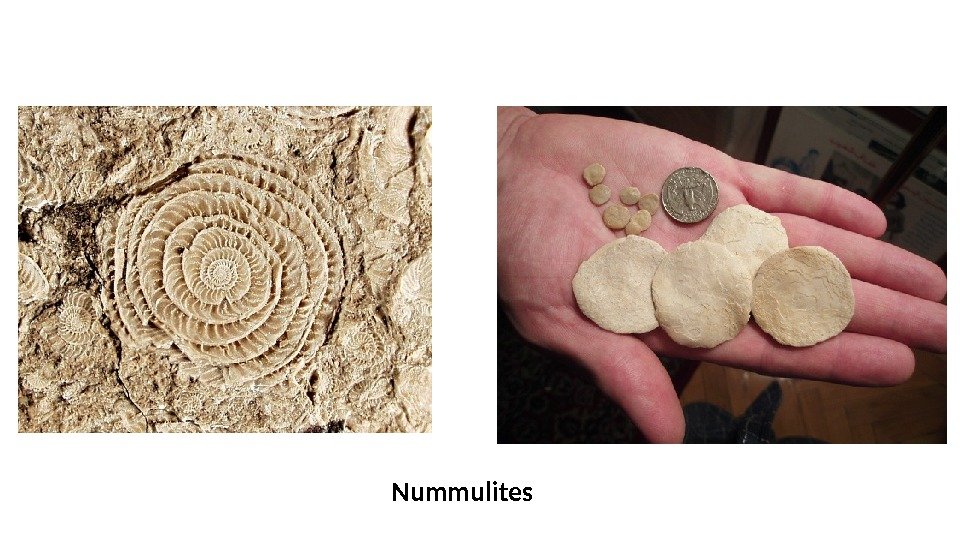 Nummulites 