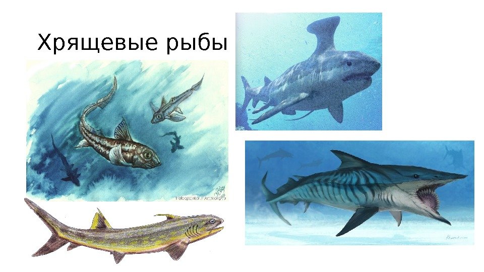 Хрящевые рыбы 