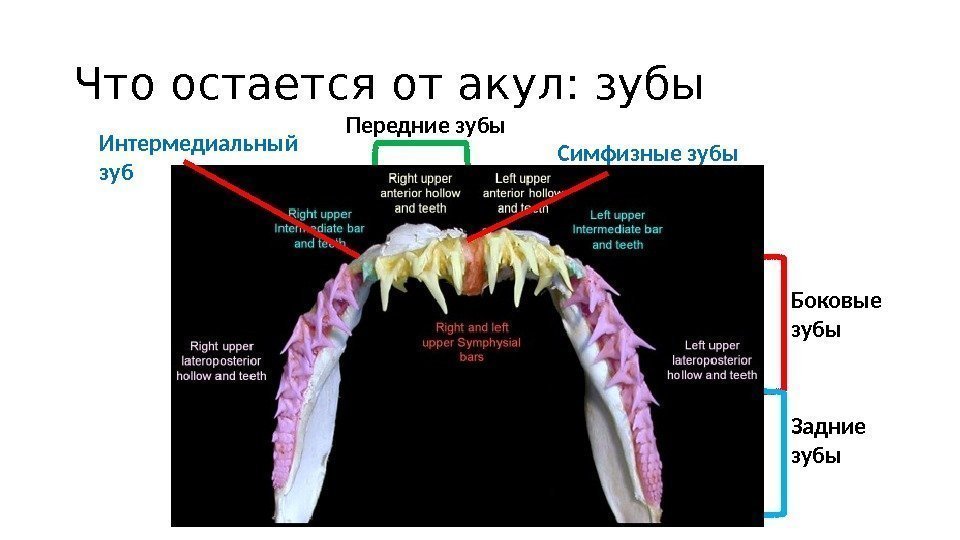Что остается от акул: зубы Боковые зубы Задние зубы. Передние зубы Интермедиальный зуб Симфизные