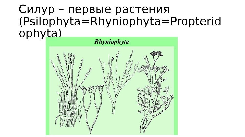 Силур – первые растения (Psilophyta=Rhyniophyta=Propterid ophyta) 