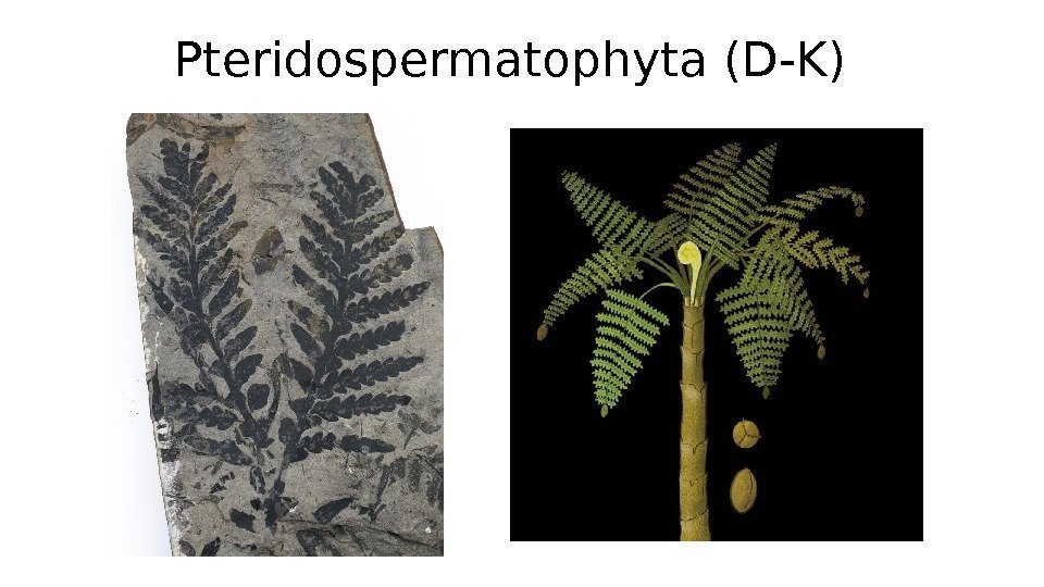 Pteridospermatophyta (D-K) 