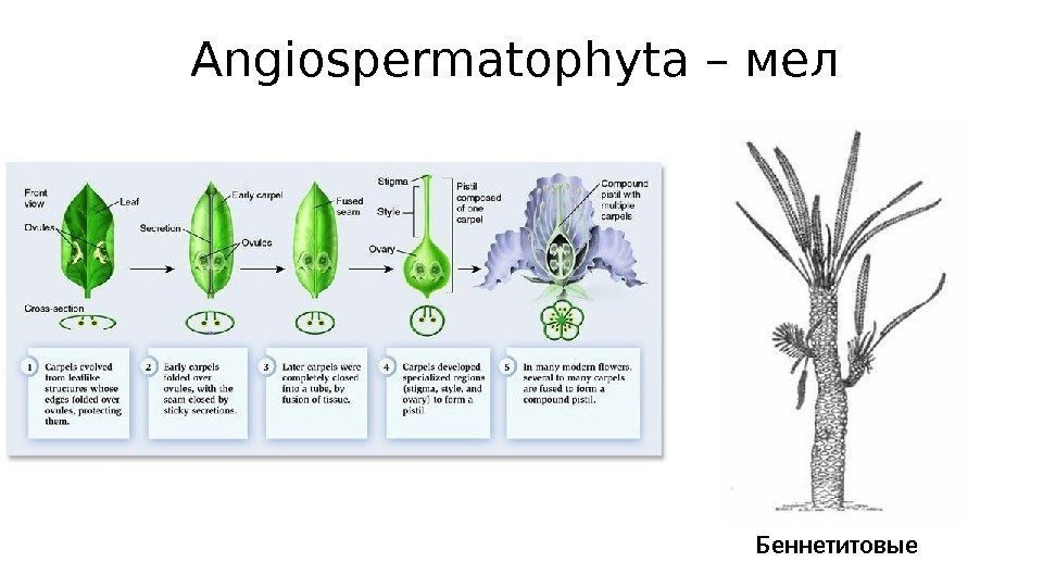 Angiospermatophyta – мел Беннетитовые 