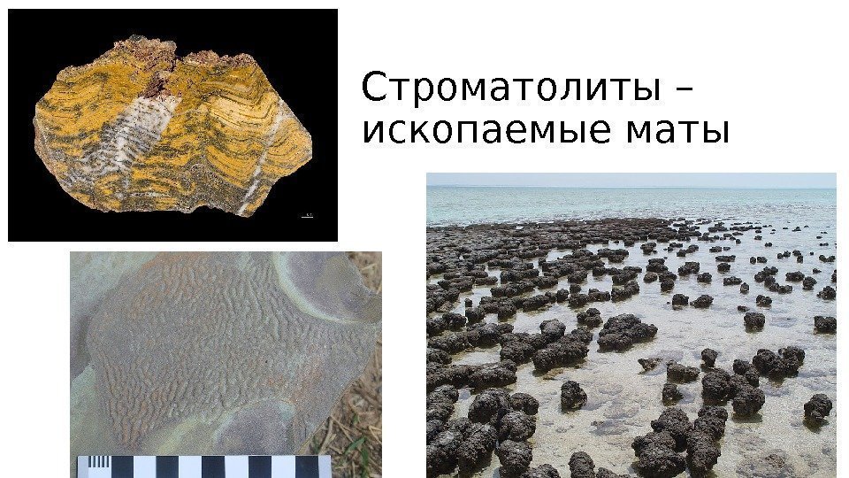 Строматолиты – ископаемые маты 