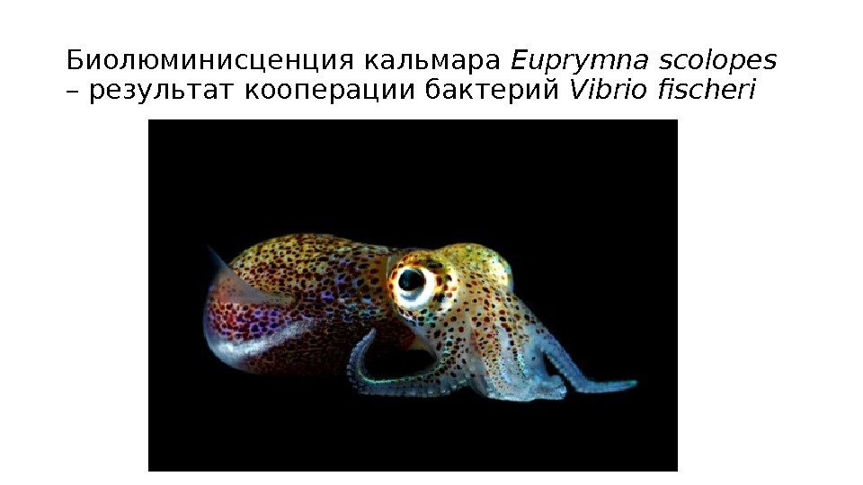 Биолюминисценция кальмара Euprymna scolopes  – результат кооперации бактерий Vibrio fischeri 