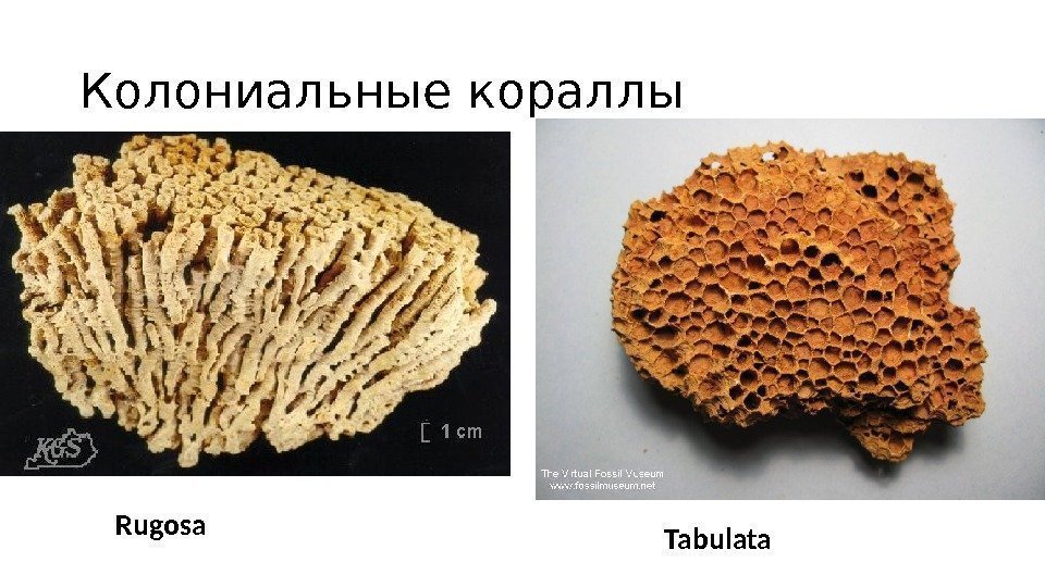 Колониальные кораллы Rugosa Tabulata 