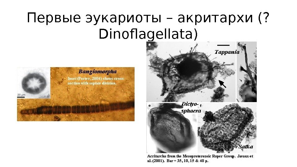Первые эукариоты – акритархи (? Dinoflagellata) 