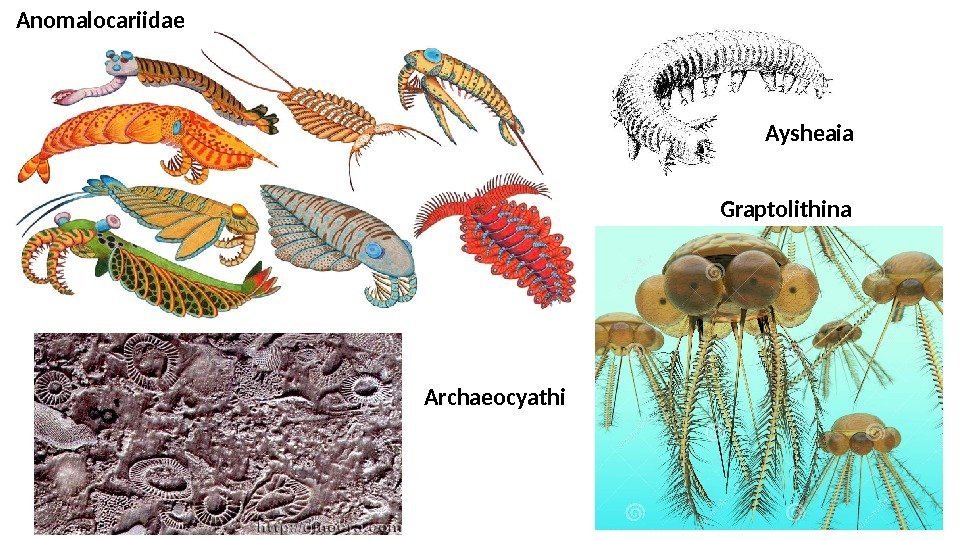 Anomalocariidae Graptolithina Aysheaia Archaeocyathi 