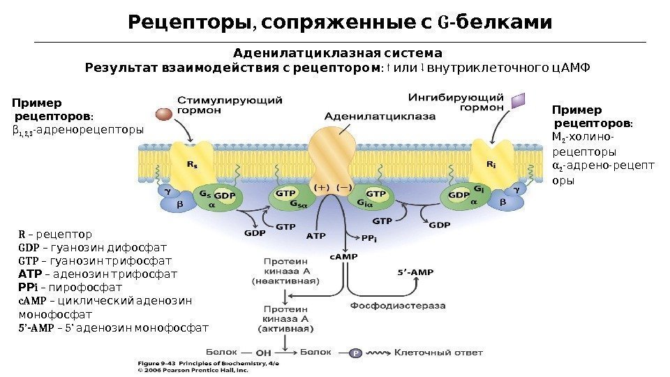 , G-Рецепторы сопряженные с белками  Аденилатциклазная система  Результат взаимодействия с рецептором :