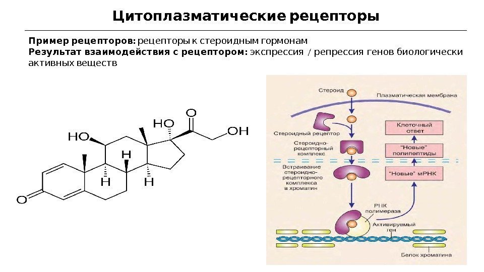  Цитоплазматические рецепторы  :  Пример рецепторов рецепторы к стероидным гормонам  :