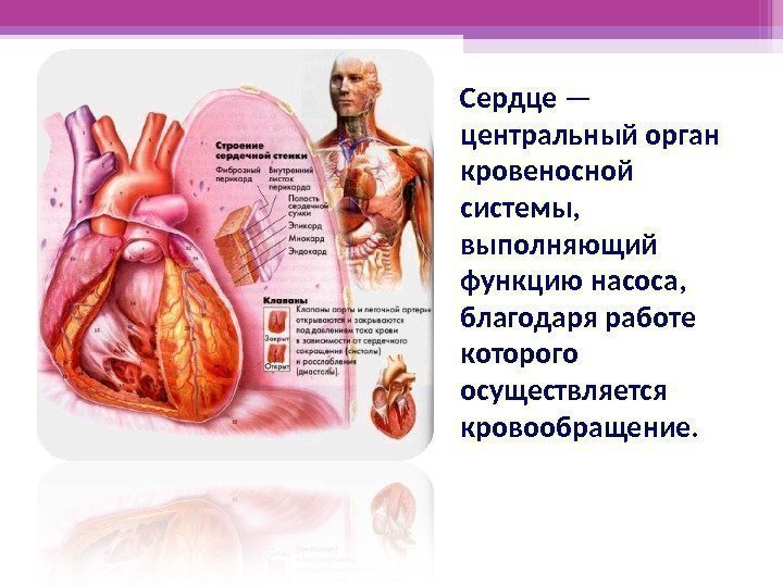 Сердце — центральный орган кровеносной системы,  выполняющий функцию насоса,  благодаря работе которого