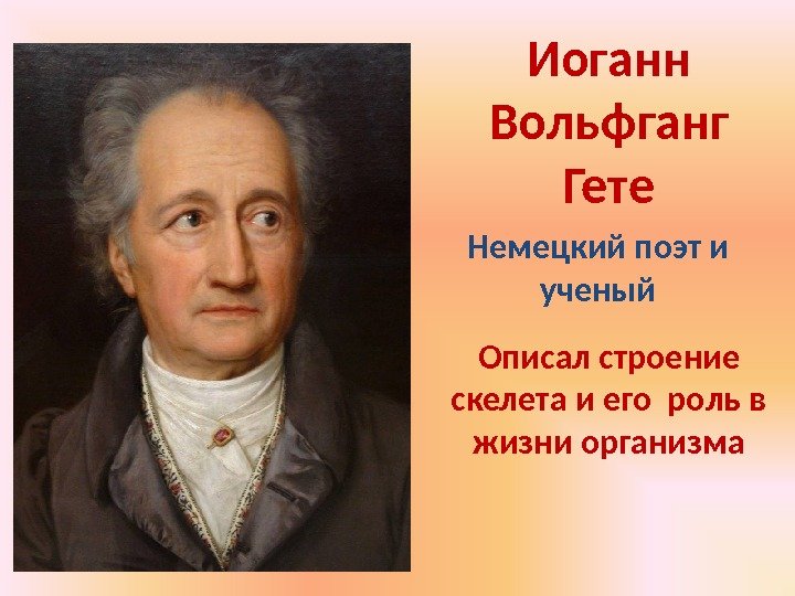 Гете на немецком. Иоганн Вольфганг гёте его вклад в анатомию человека.