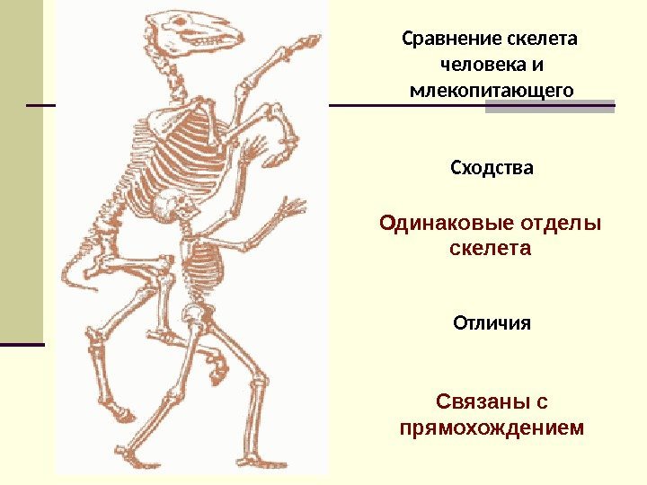 Сравнение скелета человека и млекопитающего Сходства Отличия. Одинаковые отделы скелета Связаны с прямохождением 
