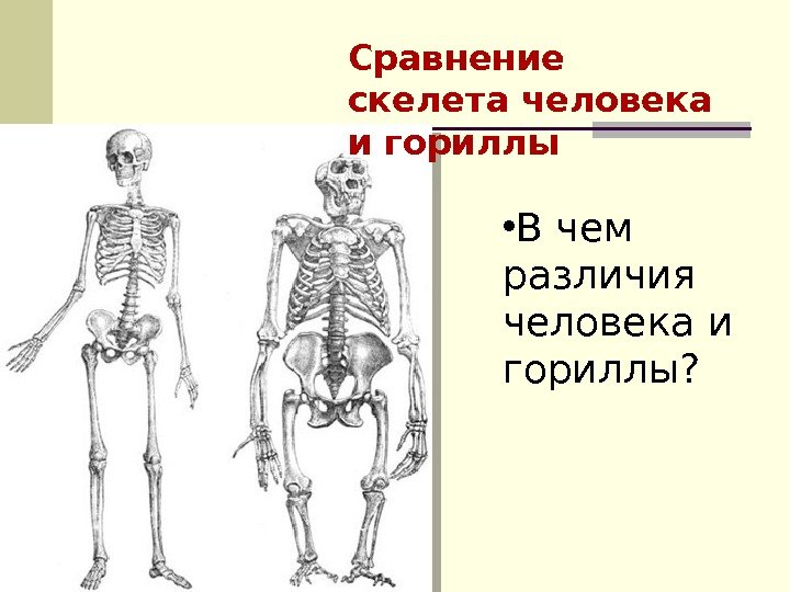 Сравнение скелета человека и гориллы • В чем различия человека и гориллы?  