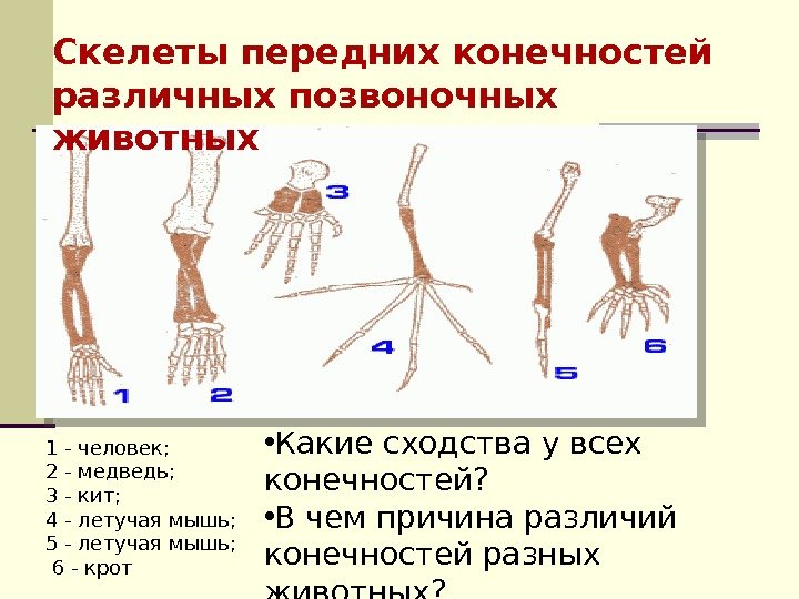Скелеты передних конечностей различных позвоночных животных 1 - человек;  2 - медведь; 