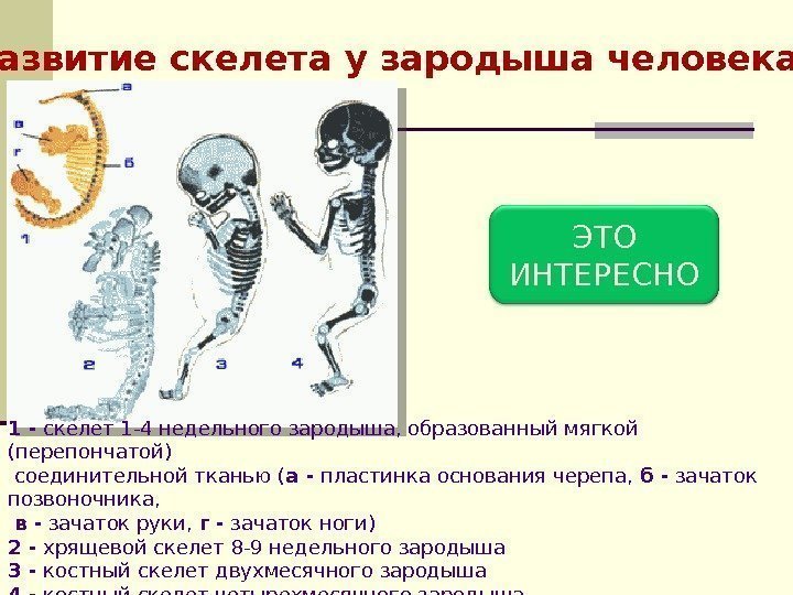  Развитие скелета у зародыша человека 1 - скелет 1 -4 недельного зародыша, образованный
