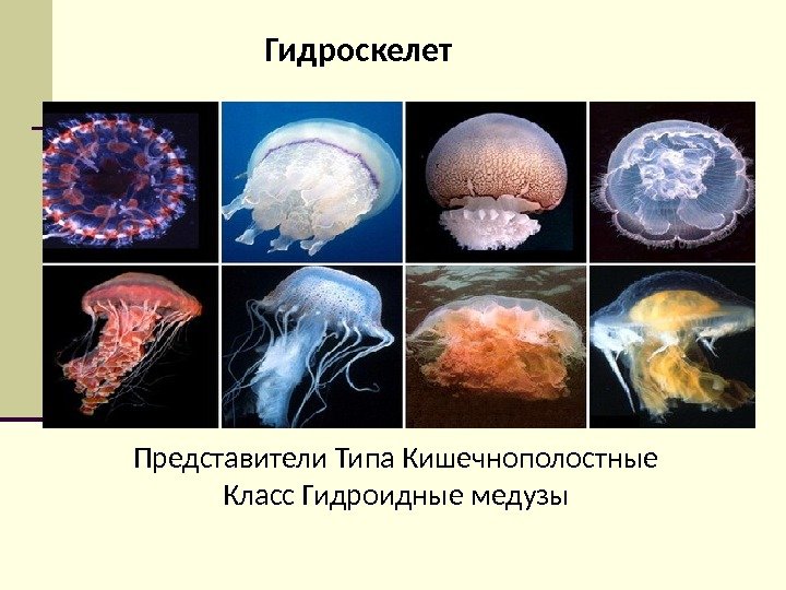 Гидроскелет Представители Типа Кишечнополостные Класс Гидроидные медузы 